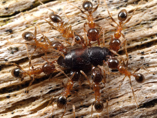 ants eating